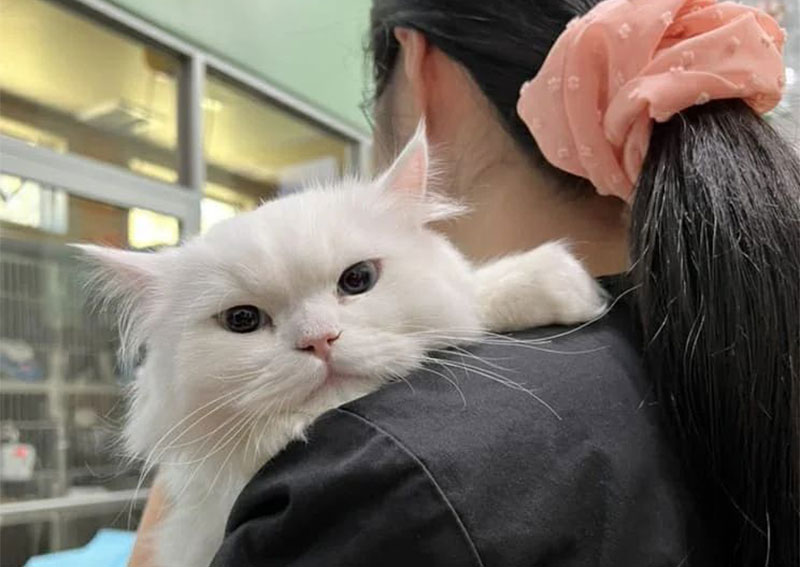 Carousel Slide 6: Cat veterinarians